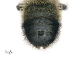   Megachilenbsp;melanophaea nbsp;male abdomen, photo: Colleen Meidt 
